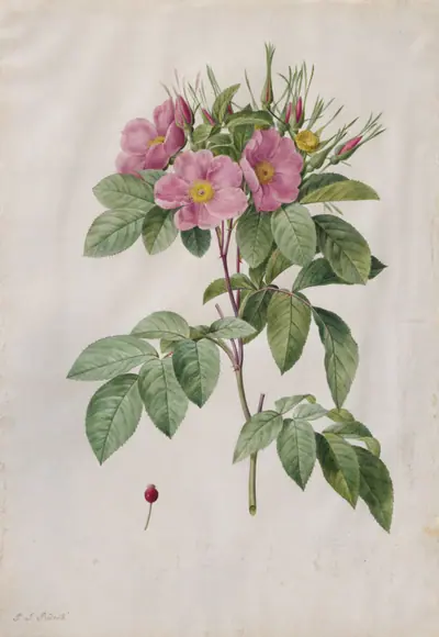 Pasture Rose (Rosa Carolina Corymbosa)