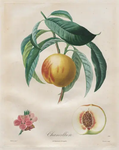 Traité des arbres fruitiers: Chancellière