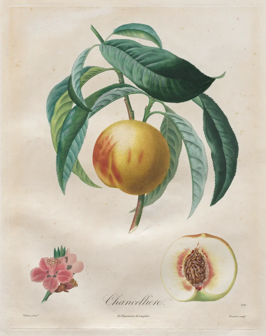 Traité des arbres fruitiers:  Chancellière by Henri Louis Duhamel du Monceau