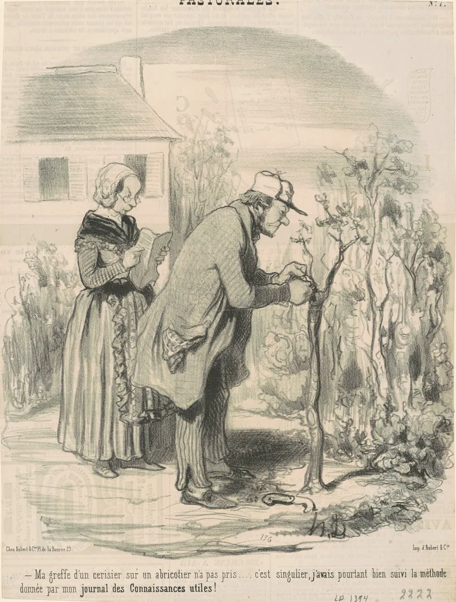 Ma greffe d'un cerisier sur un abricotier n'a pas pris ... by Honoré Daumier