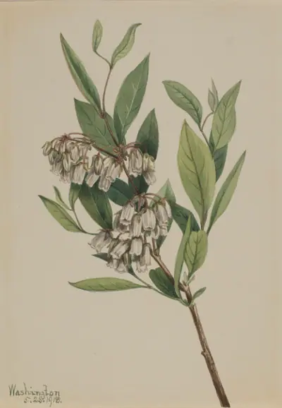 Stagger-Bush (Pieris mariana)
