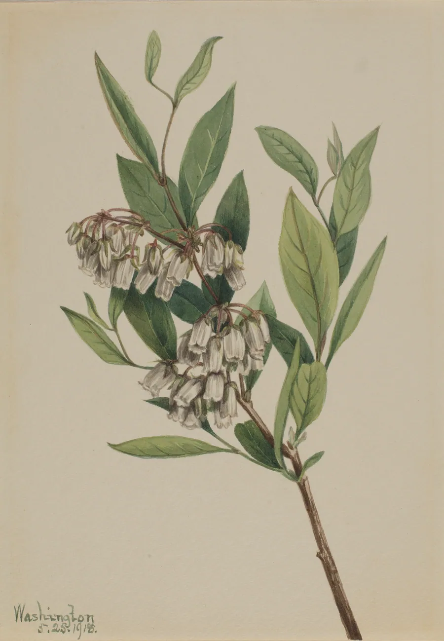 Stagger-Bush (Pieris mariana) by Mary Vaux Walcott, born Philadelphia, PA 1860-died St. Andrews, New Brunswick, Canada 1940