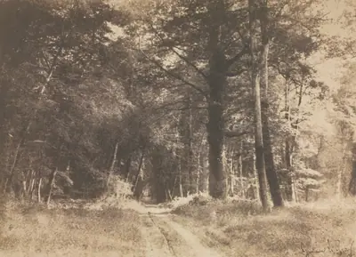 Pathway in the Forest of Fontainebleau