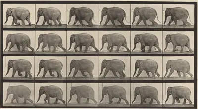 Plate Number 733. Elephant walking