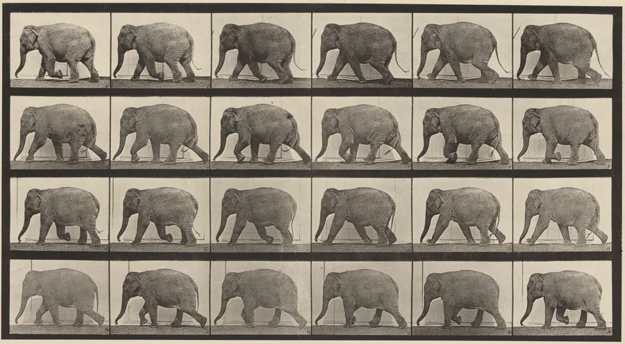Plate Number 733. Elephant walking by Eadweard Muybridge