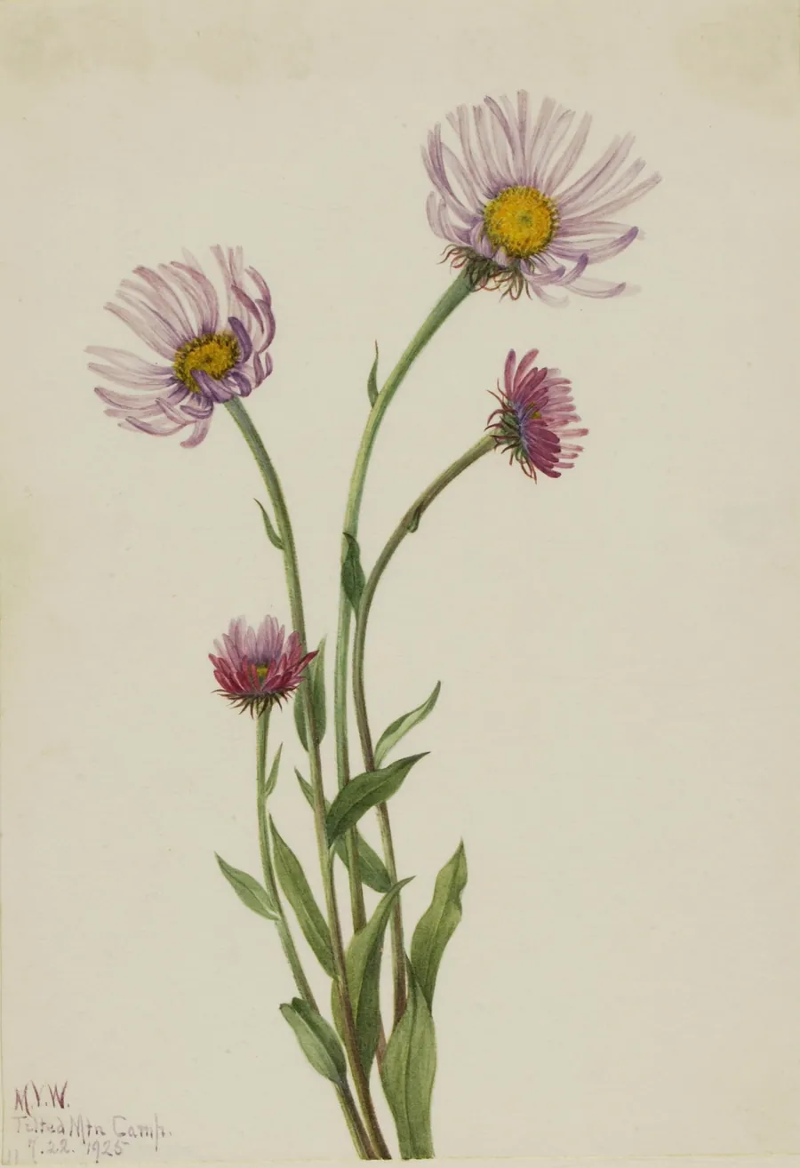 Alaska Fleabane (Erigeron salsuginosus) by Mary Vaux Walcott, born Philadelphia, PA 1860-died St. Andrews, New Brunswick, Canada 1940