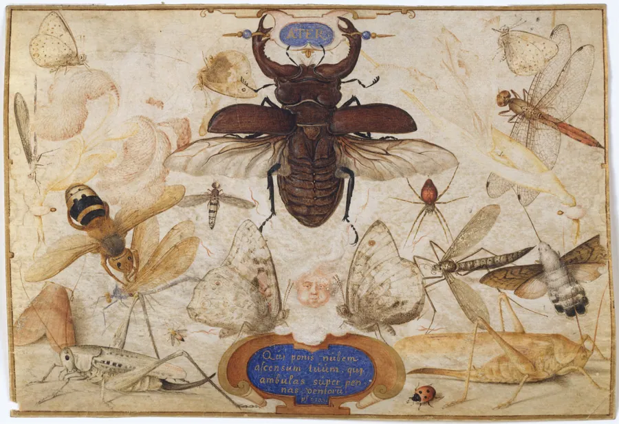 Insects and the Head of a Wind God by Joris Hoefnagel