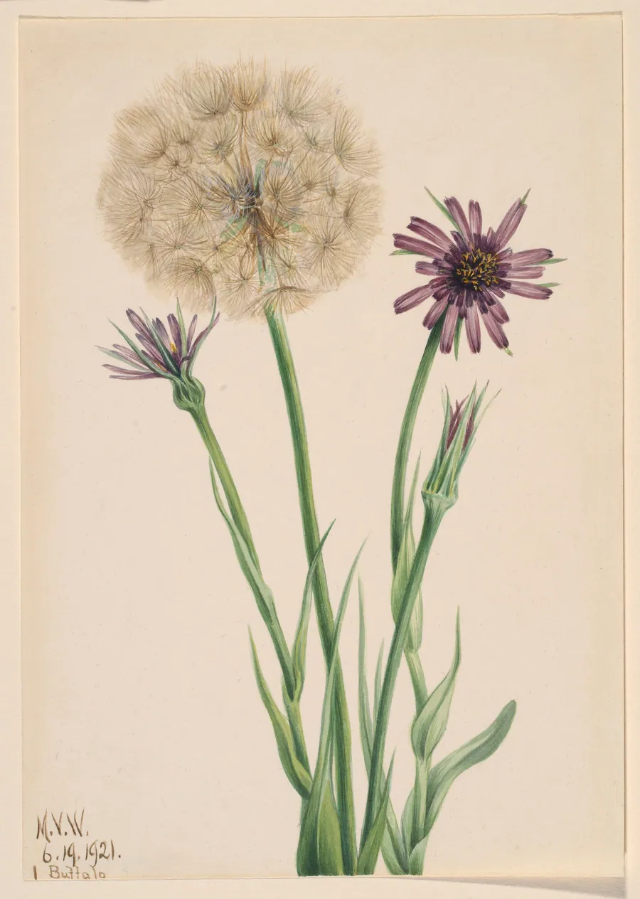 Salsify (Tragopogon porrifolius) by Mary Vaux Walcott, born Philadelphia, PA 1860-died St. Andrews, New Brunswick, Canada 1940
