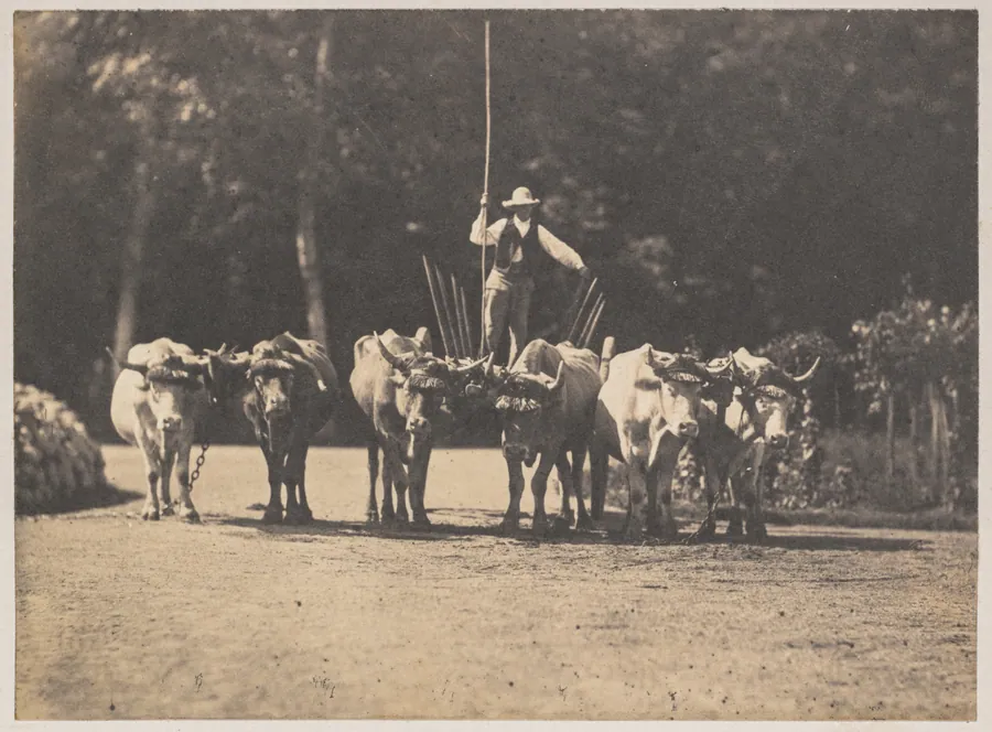 Six Oxen Team with their Driver by Olympe Aguado