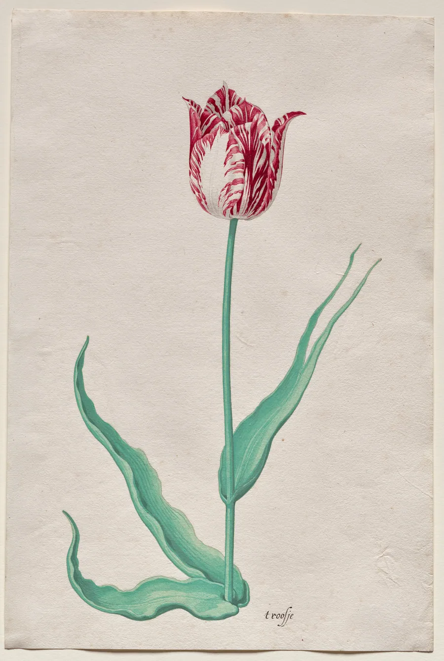 Study of a Tulip ('t roosje) by Pieter Holsteyn II