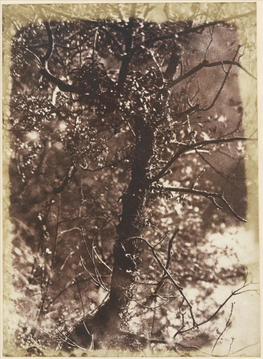 The Fairy Tree at Colinton by David Octavius Hill