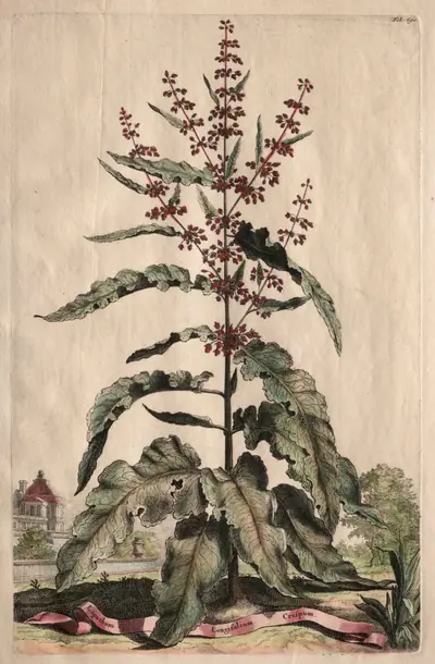 Phytographia Curiosa:  Lapathum Longifolium Crispum