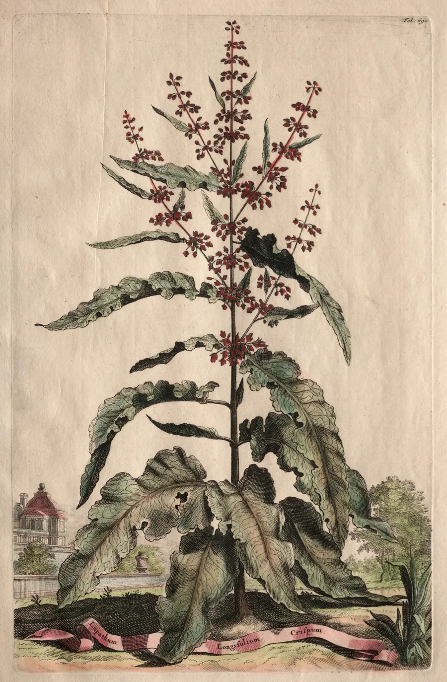 Phytographia Curiosa:  Lapathum Longifolium Crispum by Abraham Munting