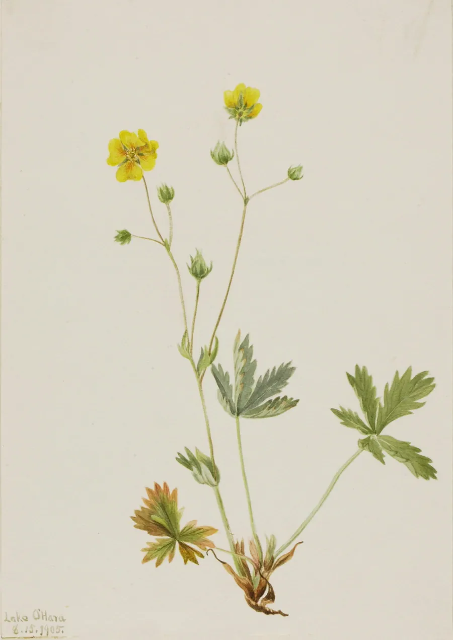 Grayleaf Fivefinger (Potentilla glaucophylla) by Mary Vaux Walcott, born Philadelphia, PA 1860-died St. Andrews, New Brunswick, Canada 1940