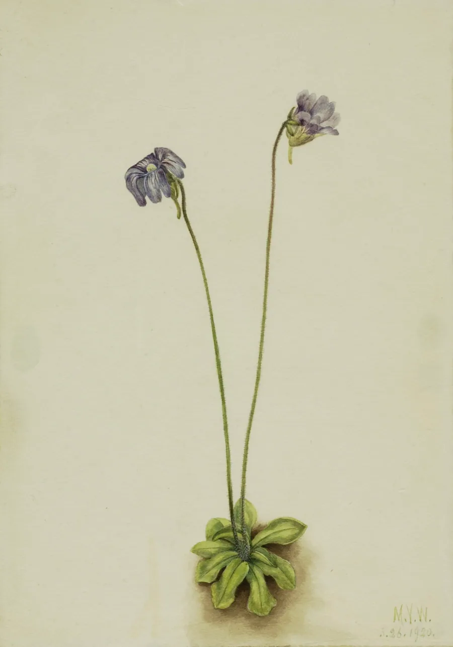 Purple Butterwort (Pinguicula elatior) by Mary Vaux Walcott, born Philadelphia, PA 1860-died St. Andrews, New Brunswick, Canada 1940