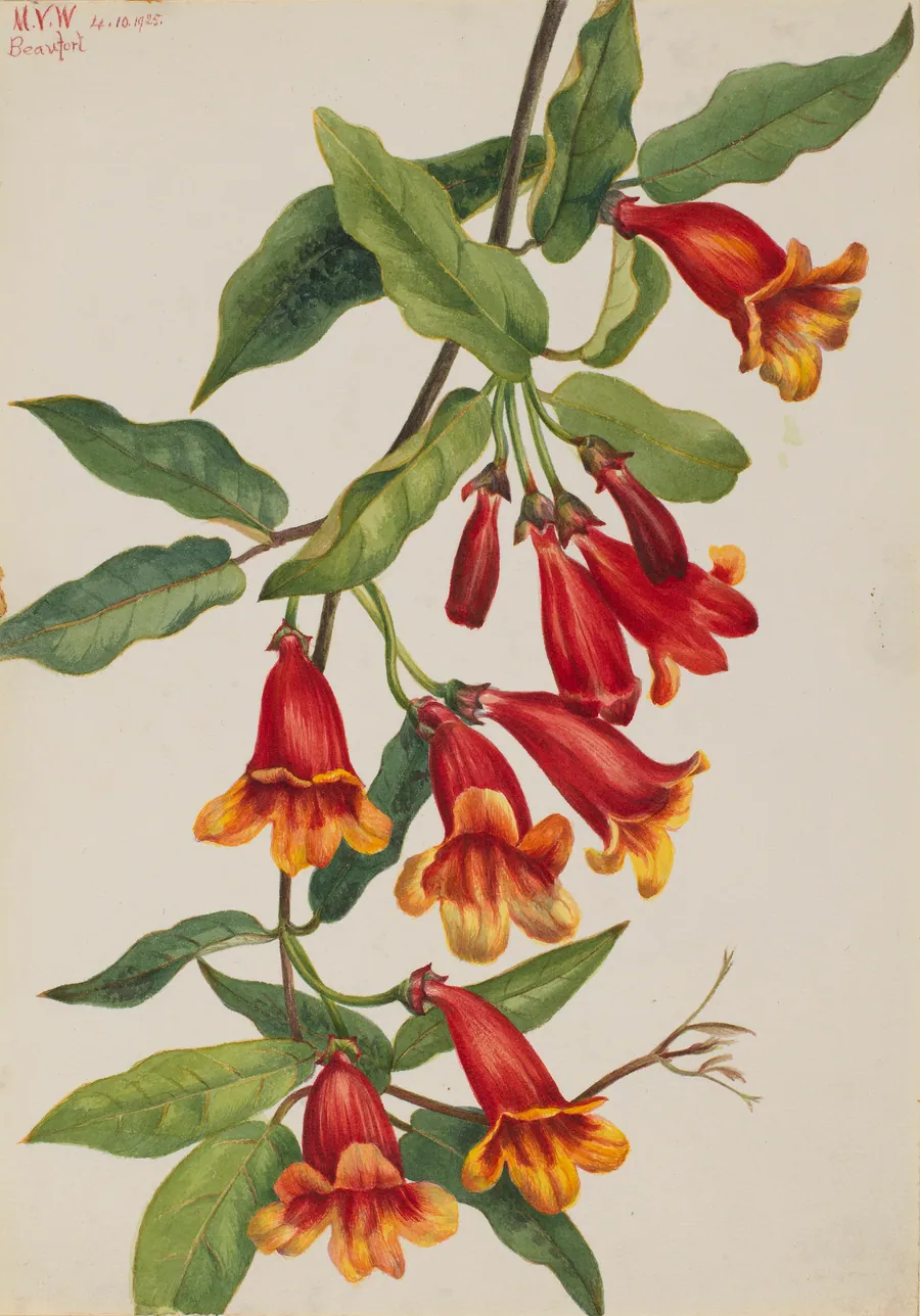 Crossvine (Anisostichus capreolatus) by Mary Vaux Walcott, born Philadelphia, PA 1860-died St. Andrews, New Brunswick, Canada 1940