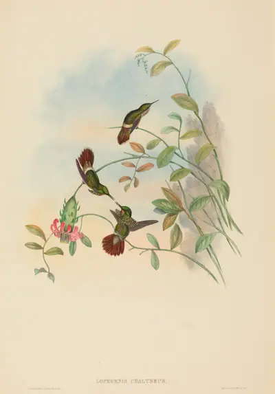 Lophornis chalybeus (Festive Coquette)