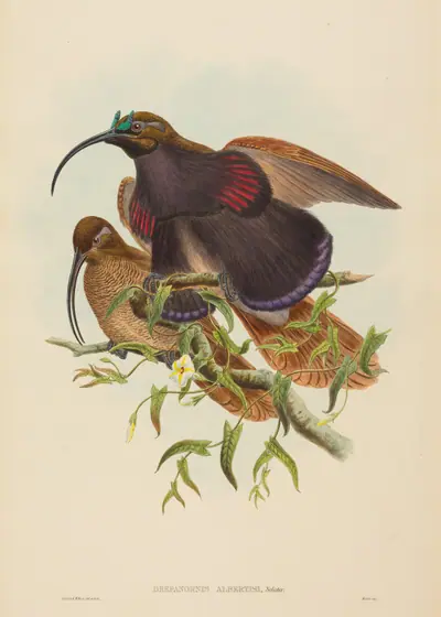 Drepanornis albertisi (Black-billed Sicklebill Bird of Paradise)