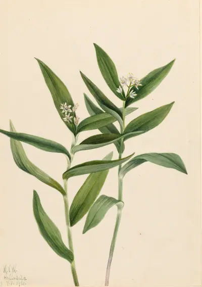 Star Solomonplume (Vagnera stellata)