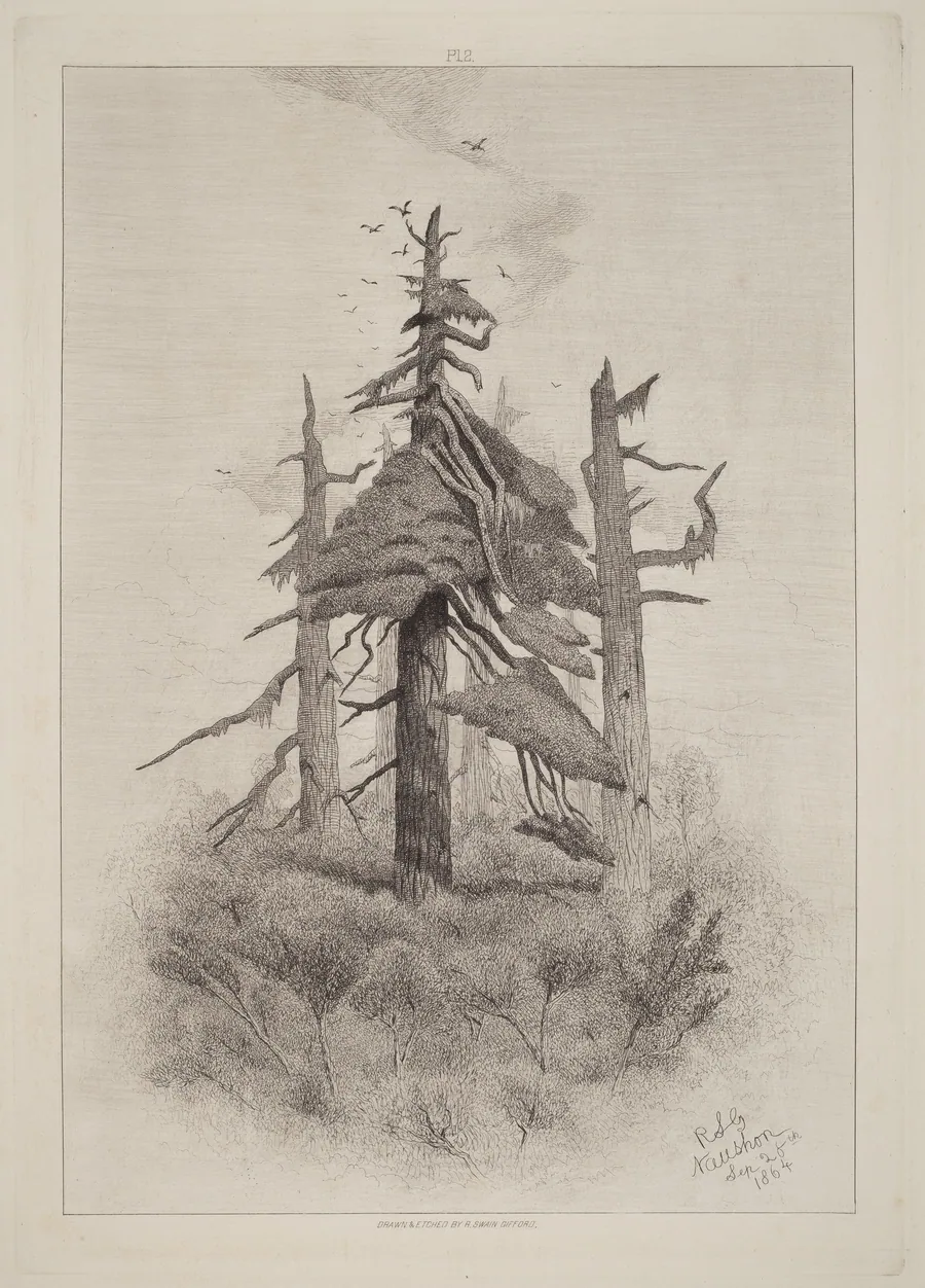 Old Trees at Naushon Island [plate 2] by Robert Swain Gifford