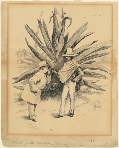 Cactus from Mexico
