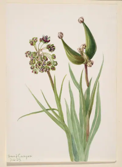 Untitled--Plant Study