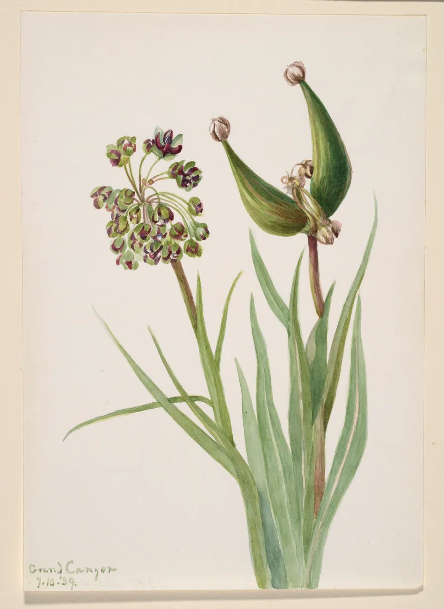 Untitled--Plant Study by Mary Vaux Walcott, born Philadelphia, PA 1860-died St. Andrews, New Brunswick, Canada 1940