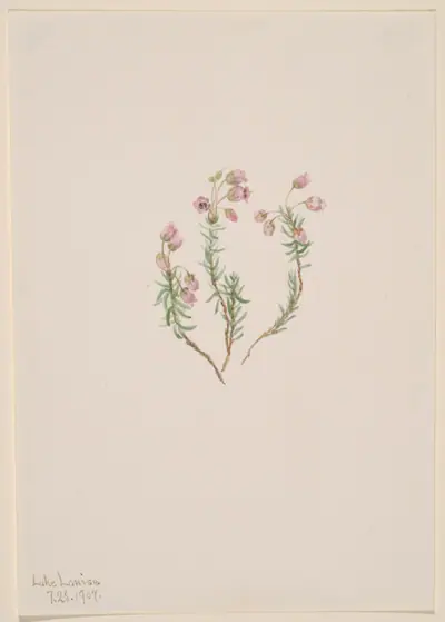 Heather (Phyllodoce intermedia)