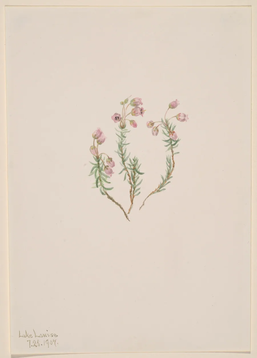 Heather (Phyllodoce intermedia) by Mary Vaux Walcott, born Philadelphia, PA 1860-died St. Andrews, New Brunswick, Canada 1940
