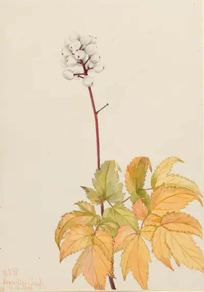 Ivory Baneberry (Actaea arguta)
