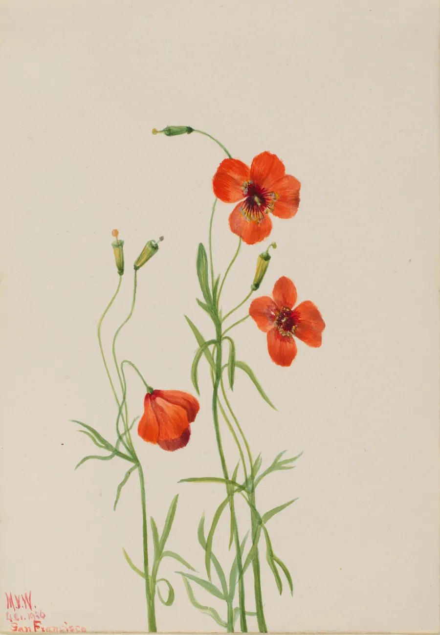 Wind Poppy (Stylomecon heterophylla) by Mary Vaux Walcott, born Philadelphia, PA 1860-died St. Andrews, New Brunswick, Canada 1940