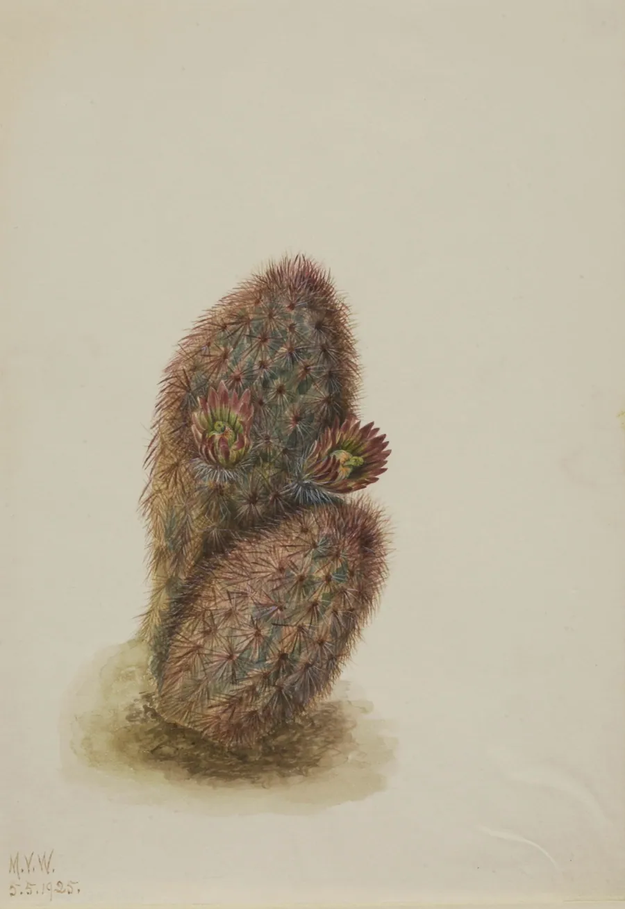 Green Strawberry Cactus (Echinocereus viridiflorus) by Mary Vaux Walcott, born Philadelphia, PA 1860-died St. Andrews, New Brunswick, Canada 1940