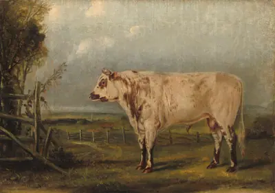 A Young Bull