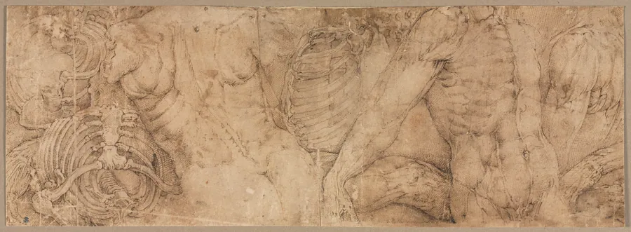 Torsos with Rib Cages by Battista Franco