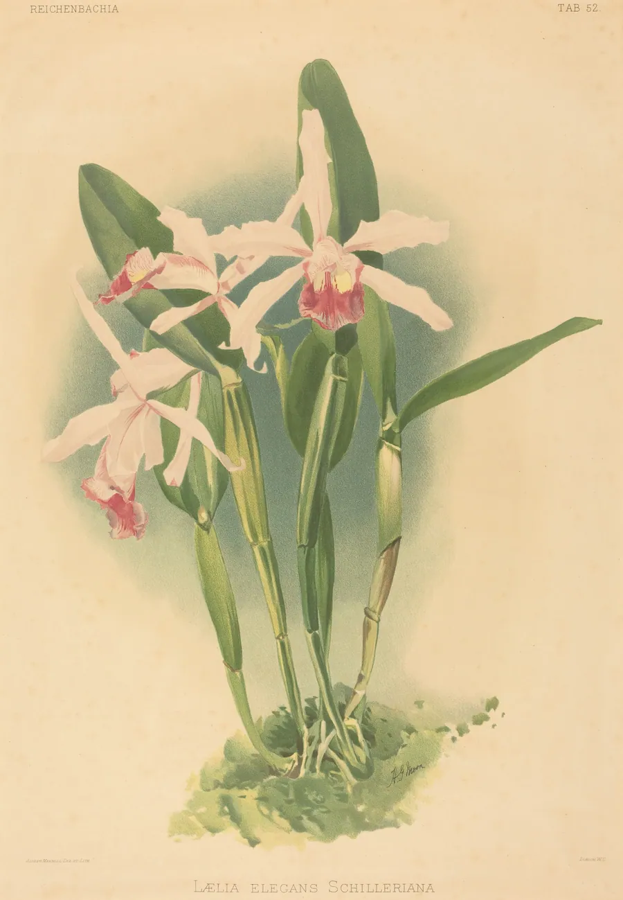 Laelia Elegans Schilleriana by Joseph Mansell