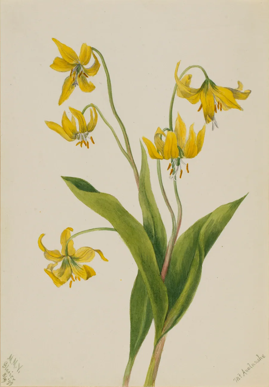 Glacierlily (Erythronium grandiflorum) by Mary Vaux Walcott, born Philadelphia, PA 1860-died St. Andrews, New Brunswick, Canada 1940