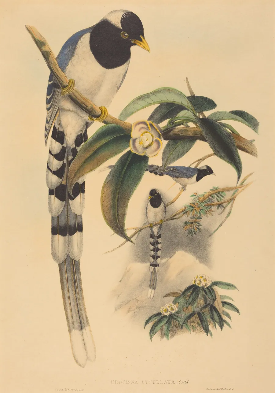 Urocissa cucullata by H.C. Richter