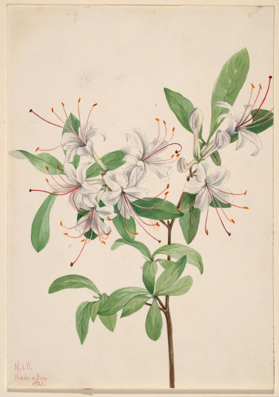 Sweet Azalea (Azalea arborescens) by Mary Vaux Walcott, born Philadelphia, PA 1860-died St. Andrews, New Brunswick, Canada 1940