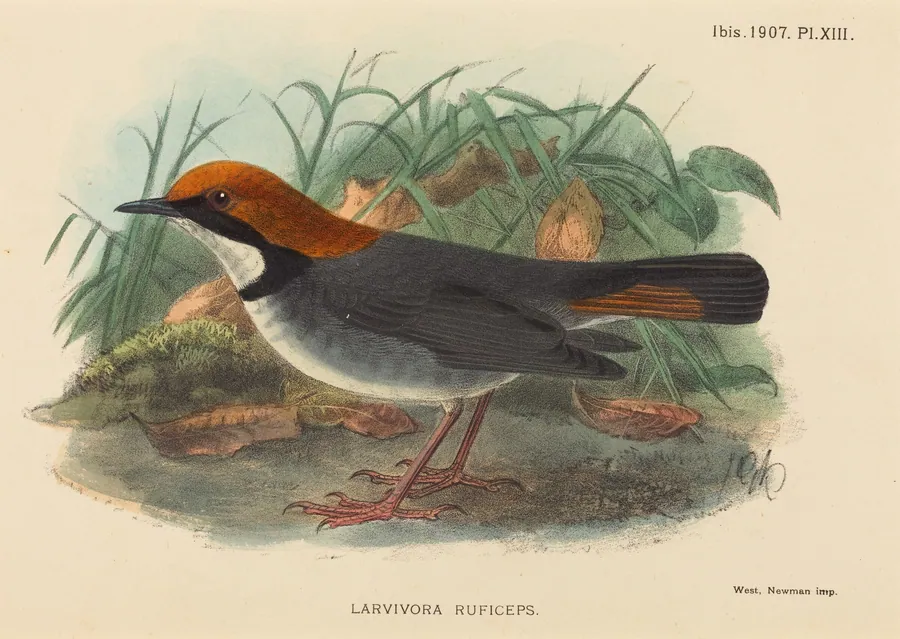 Bird (Larvivora Ruficeps) by British 19th Century