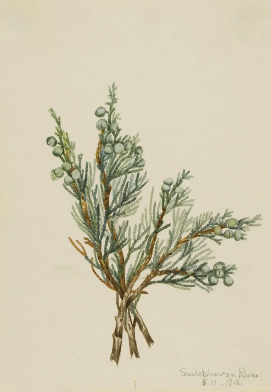 Creeping Juniper (Juniperus horizontalis) by Mary Vaux Walcott, born Philadelphia, PA 1860-died St. Andrews, New Brunswick, Canada 1940
