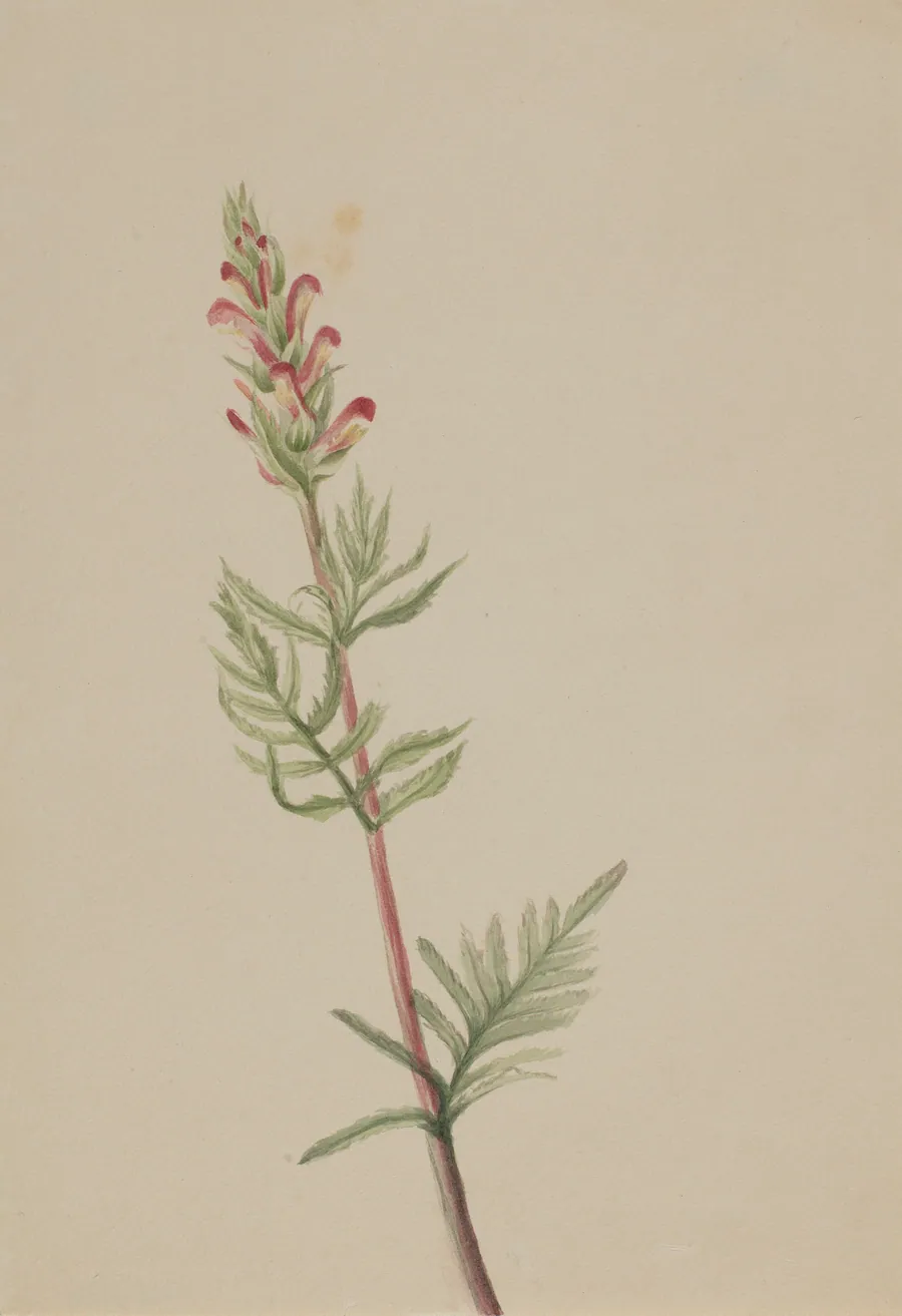 Pedicularis bracteosa by Mary Vaux Walcott, born Philadelphia, PA 1860-died St. Andrews, New Brunswick, Canada 1940