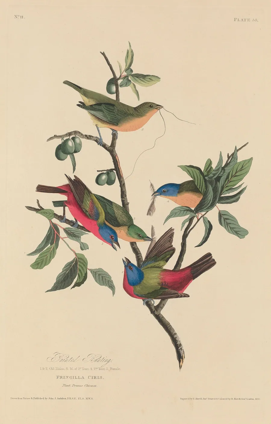 Painted Bunting by Robert Havell, Jr.