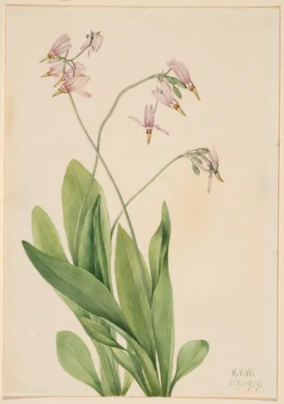 Shooting Star (Dodecatheon meadia)