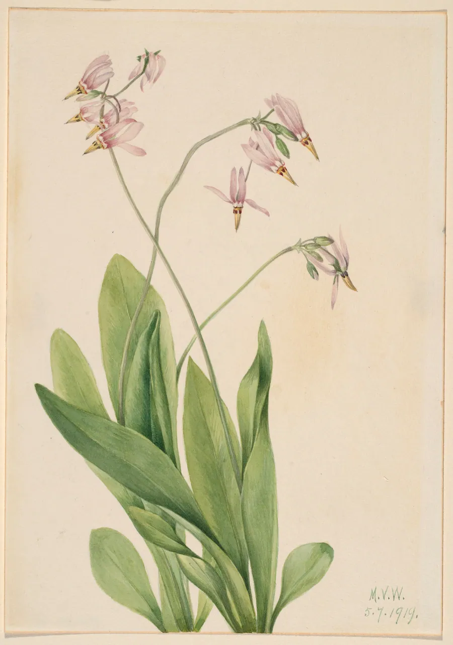 Shooting Star (Dodecatheon meadia) by Mary Vaux Walcott, born Philadelphia, PA 1860-died St. Andrews, New Brunswick, Canada 1940