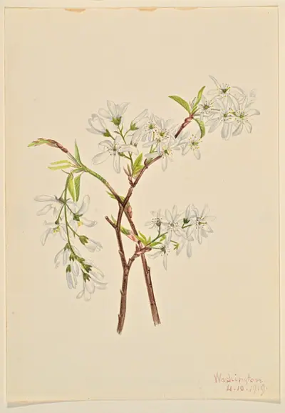 Shadbush (Amelianchier oblongifolia)