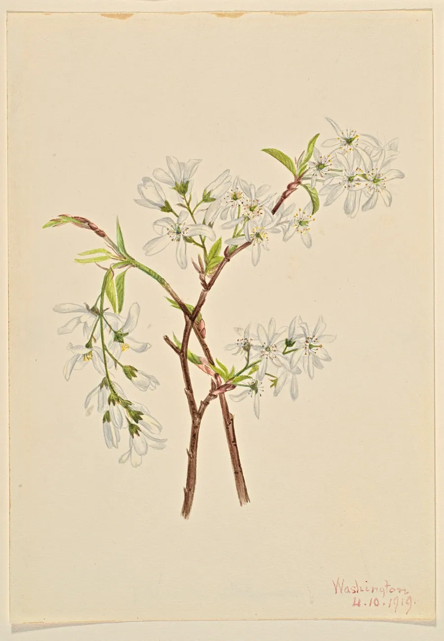 Shadbush (Amelianchier oblongifolia) by Mary Vaux Walcott, born Philadelphia, PA 1860-died St. Andrews, New Brunswick, Canada 1940