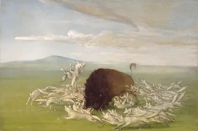 White Wolves Attacking a Buffalo Bull