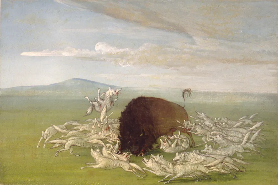 White Wolves Attacking a Buffalo Bull by George Catlin, born Wilkes-Barre, PA 1796-died Jersey City, NJ 1872