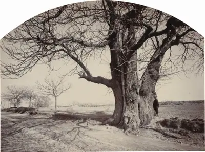 Grand Châtaignier au Bord d'un Chemin (Large Chestnut Tree on the Side of a Road)
