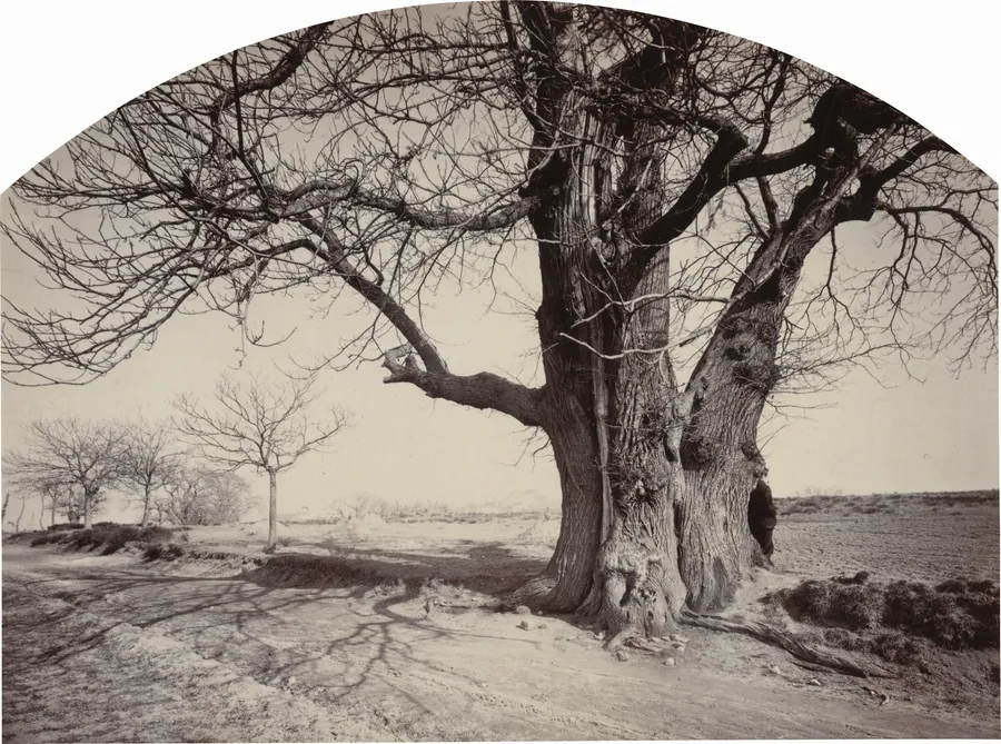 Grand Châtaignier au Bord d'un Chemin (Large Chestnut Tree on the Side of a Road) by Felix Thiollier